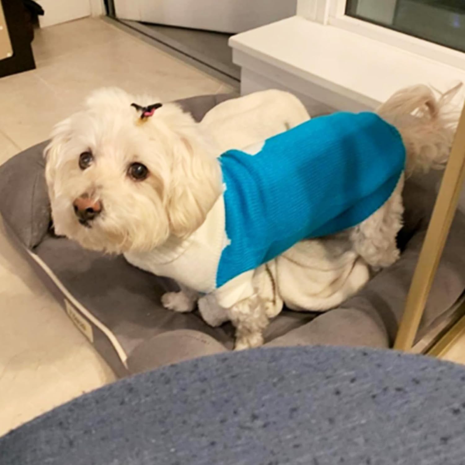Pet Dog Sweaters Classic Knitwear Turtleneck Winter Warm Puppy Clothing Cute Strawberry and Heart Doggie Sweater (Sky Blue, Xx-Small)
