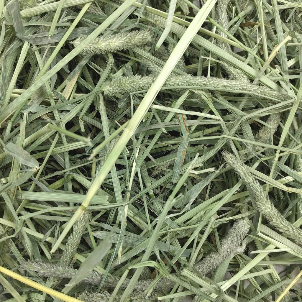 Western Timothy Hay, Guinea Pig Hay, Small Pet Bunny Supplies, All Natural Grass for Guinea Pig, Bunny, Chinchilla & Hamster,  Rabbit Supplies for Bunnies, 9 Lb Box