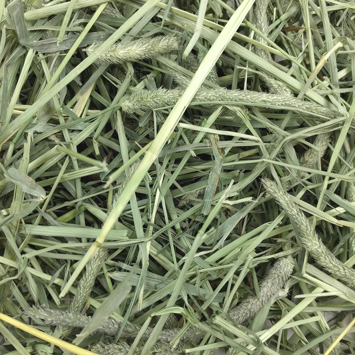 Western Timothy Hay, Guinea Pig Hay, Small Pet Bunny Supplies, All Natural Grass for Guinea Pig, Bunny, Chinchilla & Hamster,  Rabbit Supplies for Bunnies, 9 Lb Box